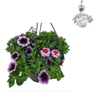 Afbeelding van Hp27 multi Mix 13